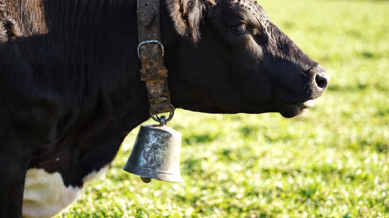 A charming black and white cow adorned with a rustic bell stands elegantly in a vibrant green pasture, embodying the essence of farm life and tranquility.