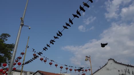 pigeons fly at street