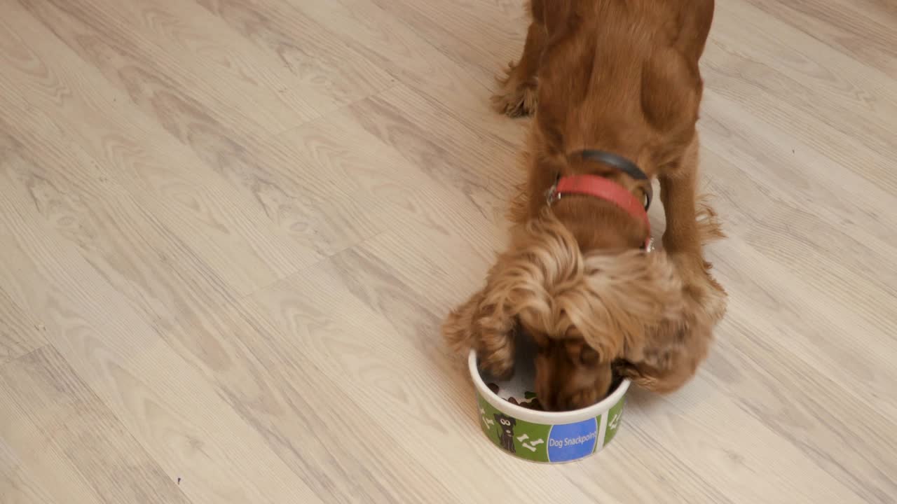 Pretty dog eats dry feed