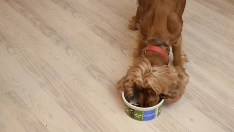 el perro bonito come alimento seco.