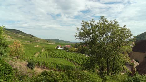 viñedos de la aldea de kayserberg en las afueras