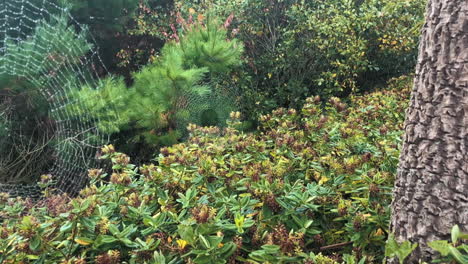 slow motion camera view looking towards two spider webs covered in morning dew, sitting hidden in-between bushes and a tree with rough bark