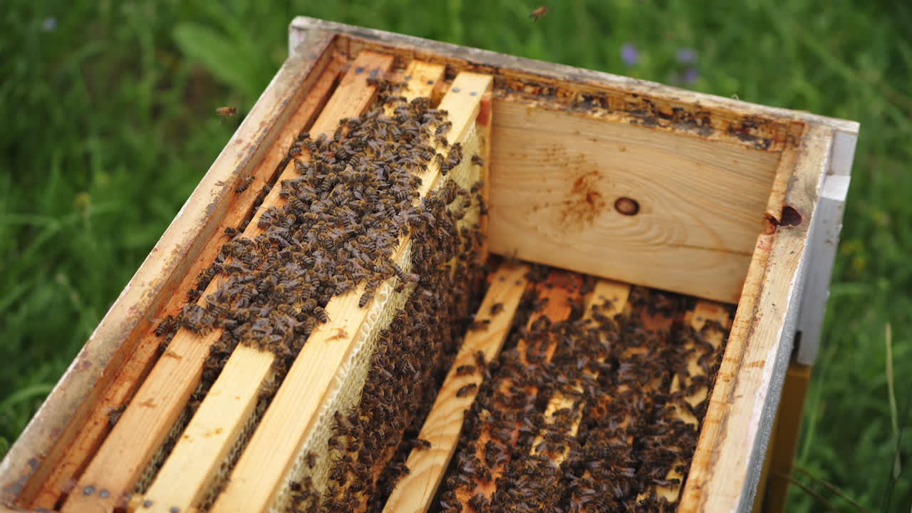 Selective focus on beehive from the top. Wooden honeyframes with many bees on it. Apiculture concept.