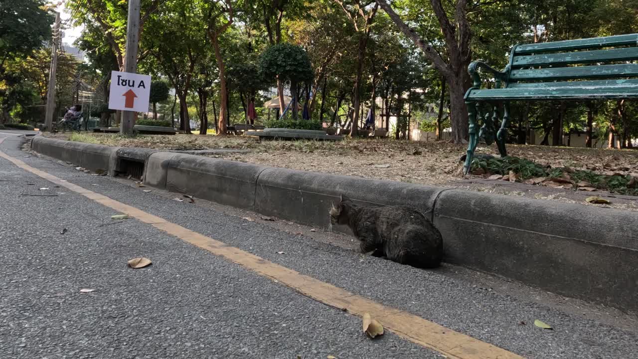 고양이가 조용한 거리를 가로질러 고 있다