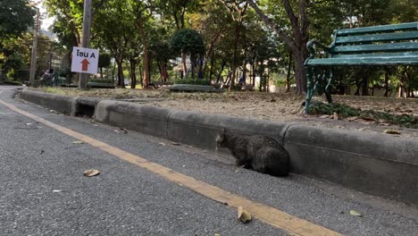 a cat walks across a quiet street