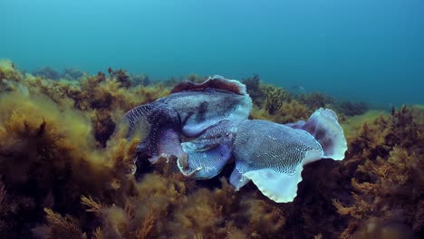 Riesige-Australische-Tintenfische-Sepia-Apama-Migration-Whyalla-Südaustralien-4k-Zeitlupe,-Paarung,-Eier-Legen,-Kämpfen,-Aggregation,-Unter-Wasser