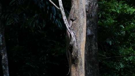 The-Clouded-Monitor-Lizard-is-found-in-Thailand-and-other-countries-in-Asia