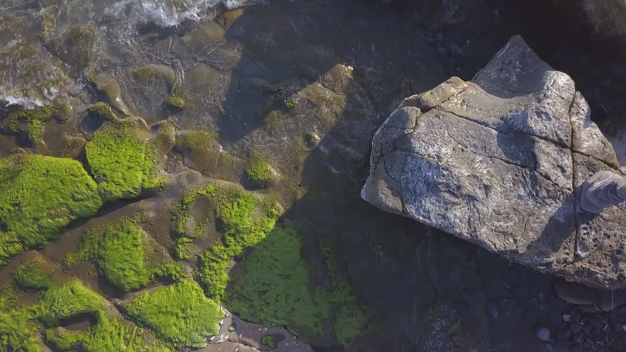 algas en el arrecife en la playa del mar