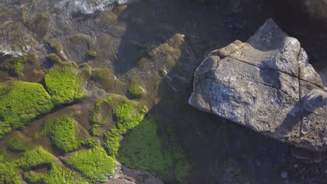 seaweed on reef at sea beach