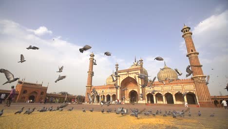 flock of pigeons in front of jama masjid