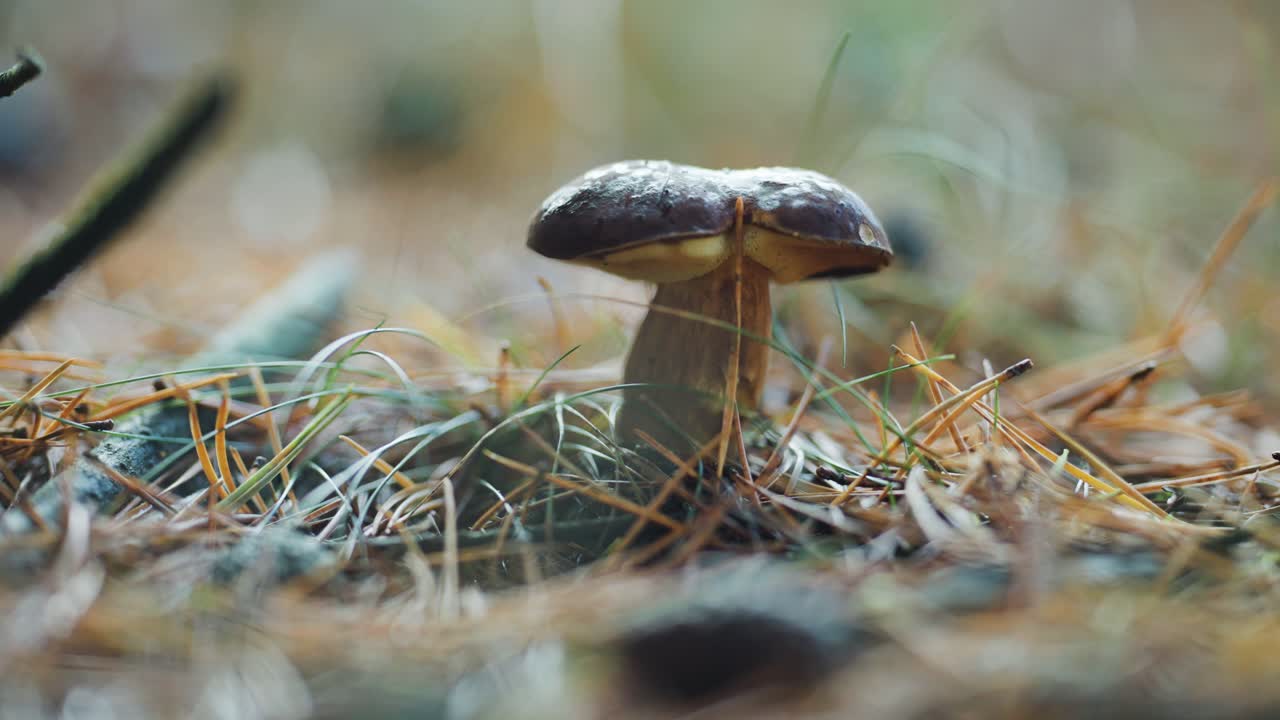 un primer plano del hongo boletus edulis en el suelo del bosque