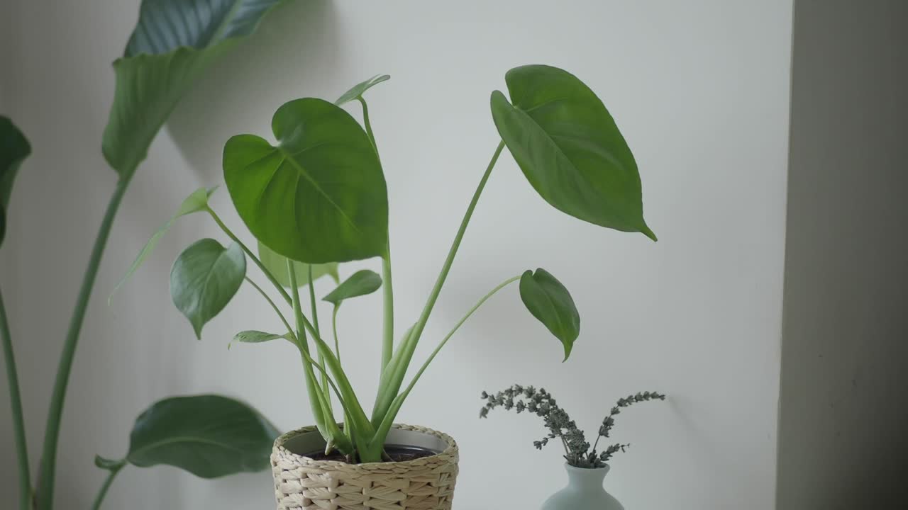 編み込みの鉢に入った緑色のモンステラ観葉植物のクローズアップ