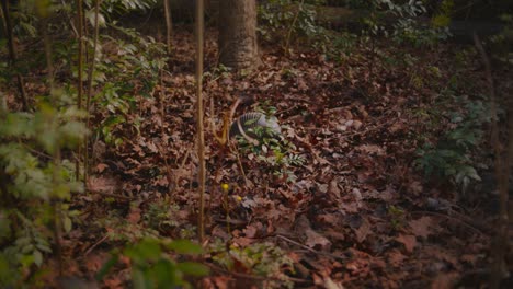 Un-Armadillo-De-Nueve-Bandas-Se-Abre-Paso-Por-El-Bosque-En-Busca-De-Comida