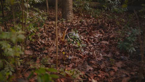 un armadillo de nueve bandas se abre paso por el bosque en busca de comida