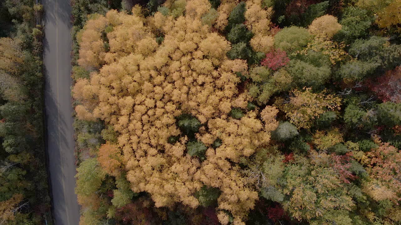 осенние краски с беспилотника, смотрящего вниз