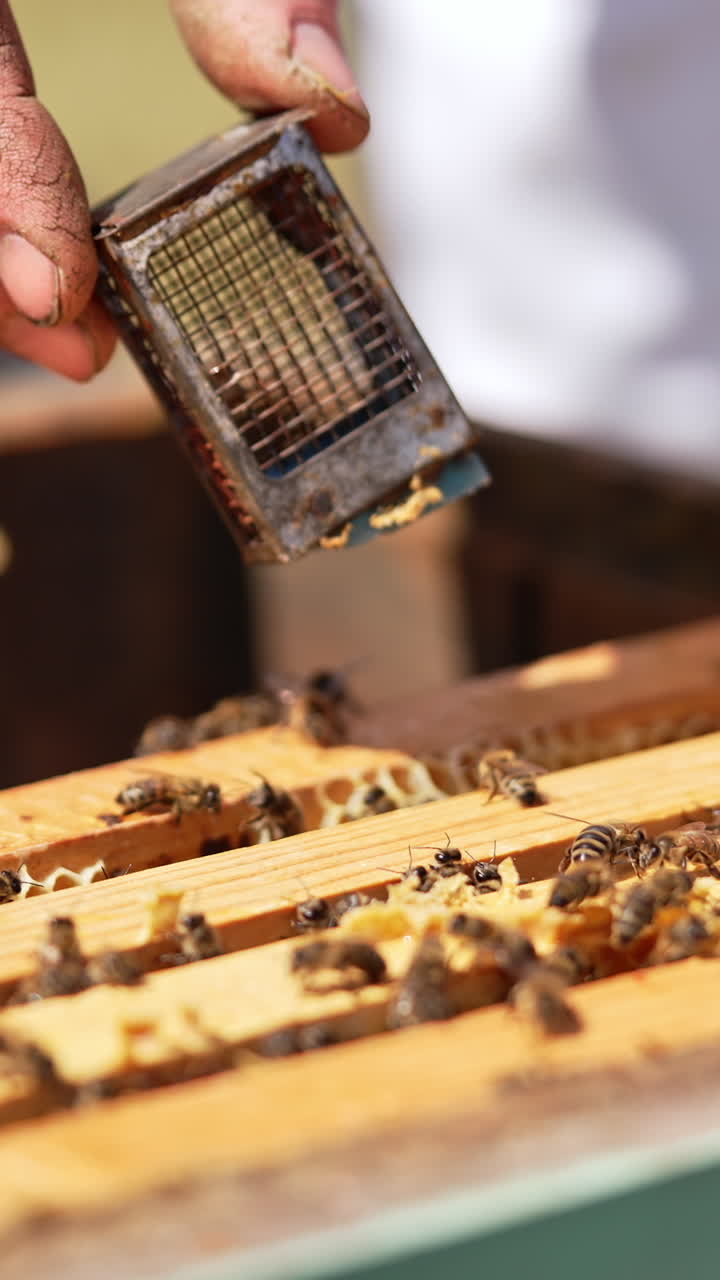 Opened beehive with many honey frames in. Man's hand puts a tiny cage with bee queen between the frames. Close up. Vertical video