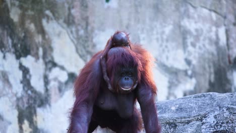 orangutan exploring habitat in chonburi, thailand