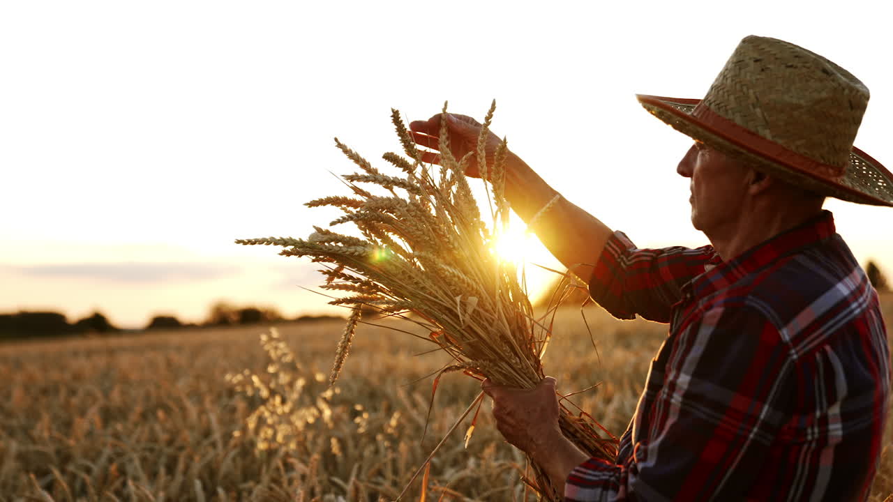 Side view of an old farmer wearing straw hat. Man holding a bunch of ripe wheat at setting sun.