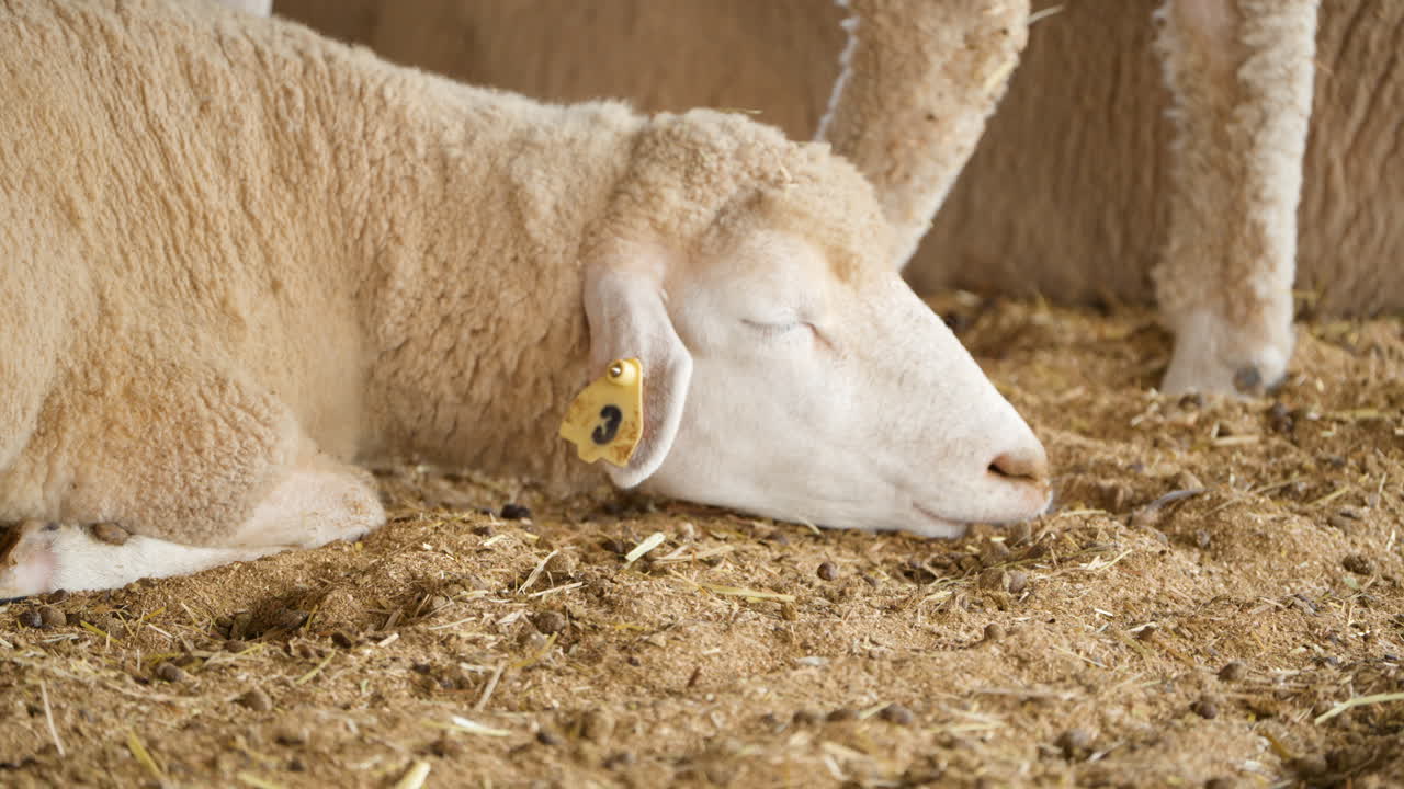 farm ile-de-france 양이 울타리 안에서 바닥에서 잠을 자고 있습니다. 머리 근접 사진입니다.