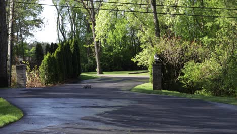 opossum crossing a driveway early in the morning