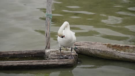 el cisne tiende a las plumas, alineándolas y suavizándolas con un toque de elegancia.