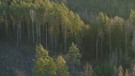 drone aerial view of forest in the sunny autumn morning. lithuania nature
