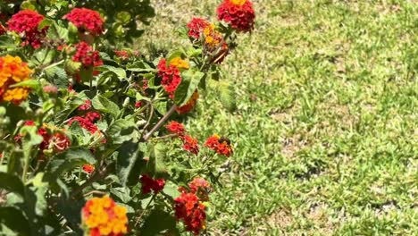 bee flying from flower to flower