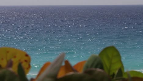 close-up-in-the-blue-water-of-caribbean,-plants-are-foreground