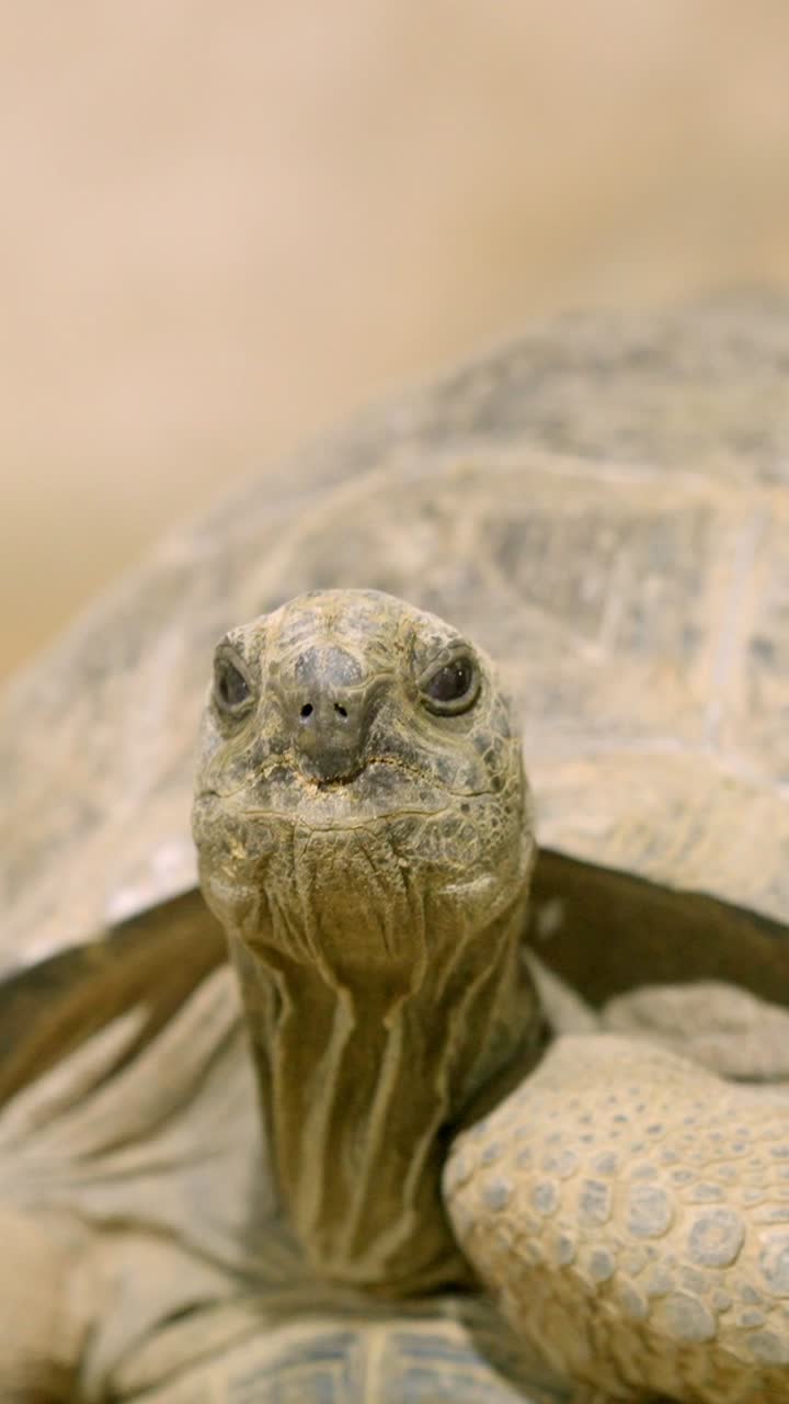Two african spurred tortoises crawling on sand in close up