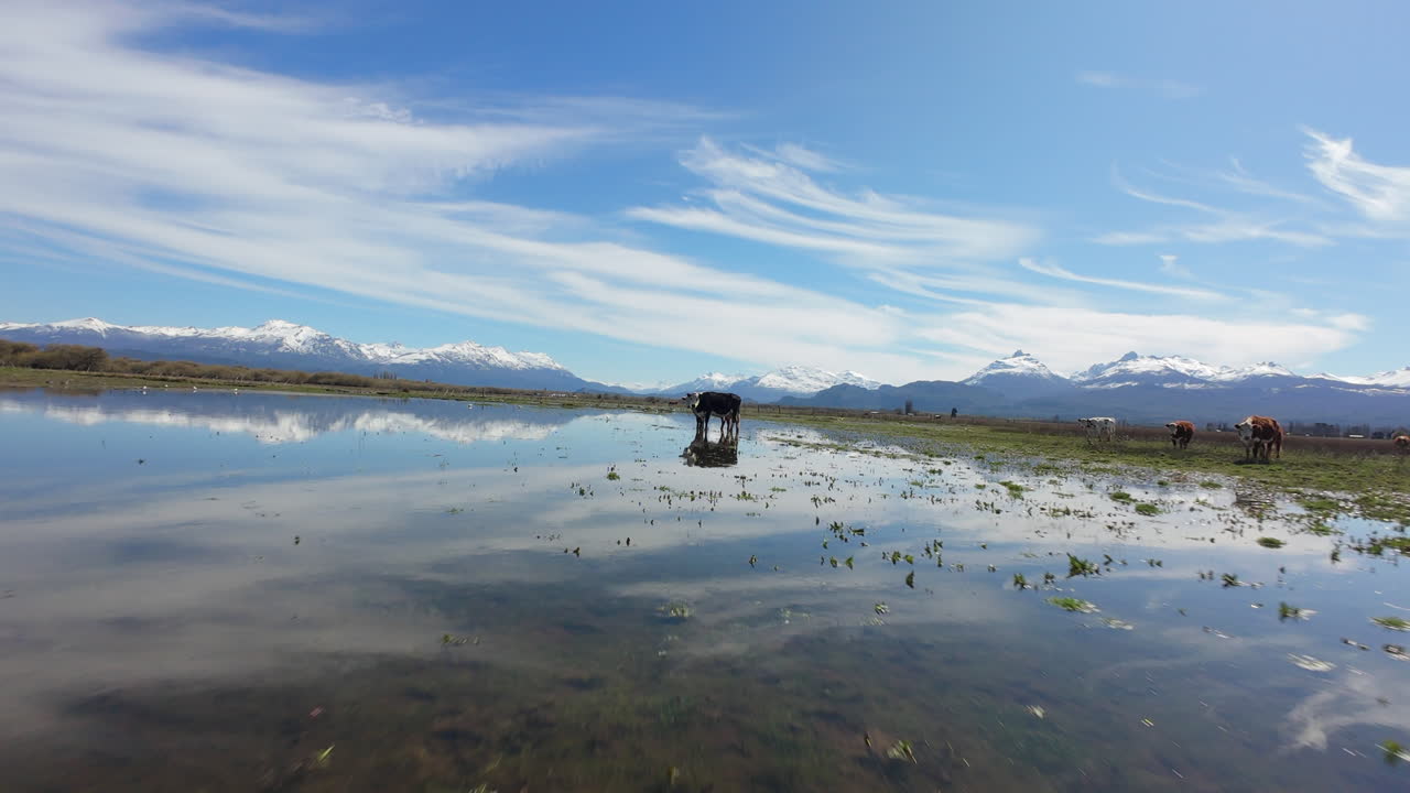 FPV flight above the surface of the flooded grassland of Patagonia, cows standing and grazing, sunny, speed drone flight, cloudy blue sky, copy space
