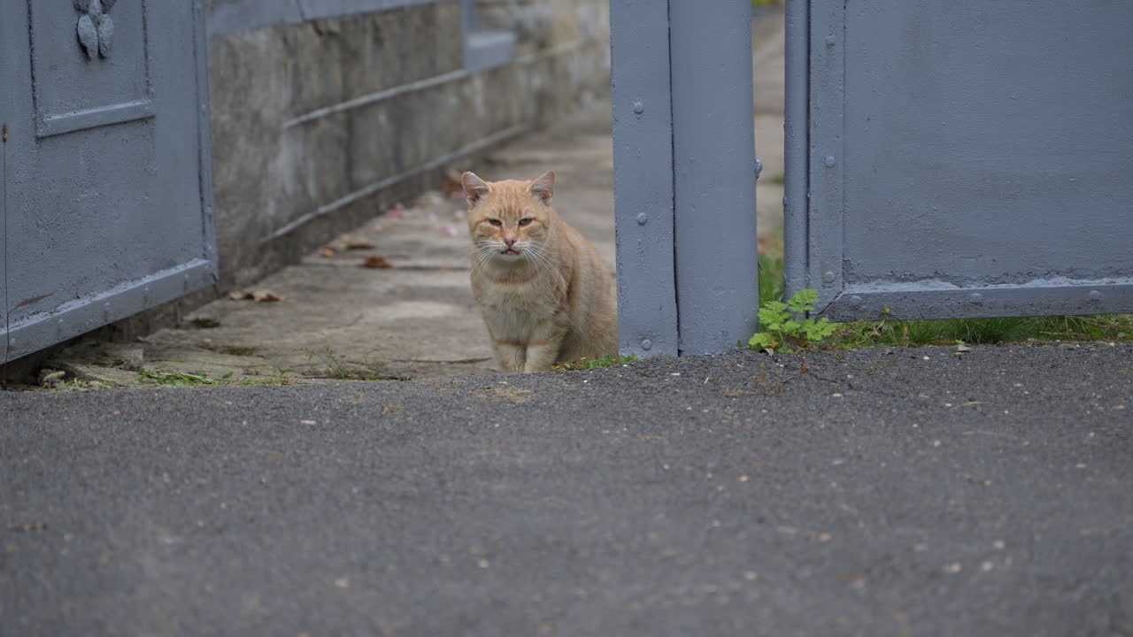 Ginger cat sitting behind a blue metal gate