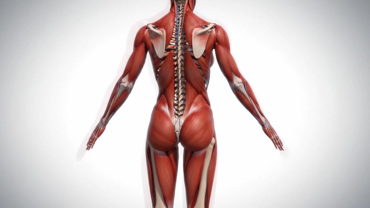 Uma Representação Visual Impressionante da Anatomia Humana: Uma Análise Aprofundada das Estruturas Musculares de Diferentes Perspectivas Mostrando a Complexidade do Corpo Humano