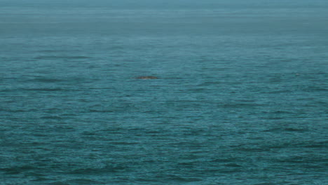 la vida silvestre de big sur - las ballenas grises migratorias hacia el sur con golpes y azotes en la distancia