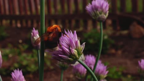 bumblebee on a chive flower