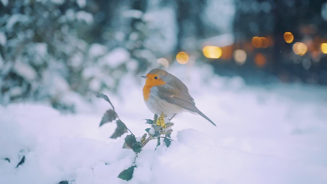 Europäisches Rotkehlchen auf einem verschneiten Ast, Nationalpark Veluwe, Niederlande.