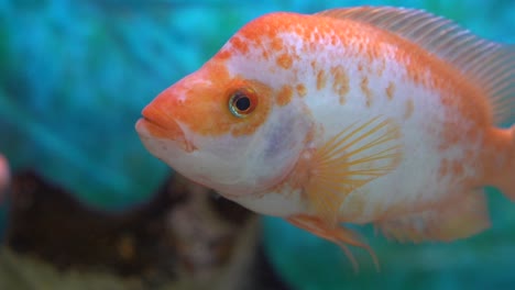 midas cichlid, amphilophus citrinellus, fish swimming in a freshwater