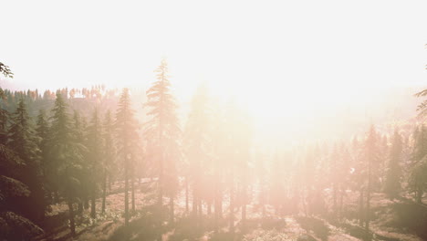 Sunset-in-the-mountains-with-forest-and-shining-sun