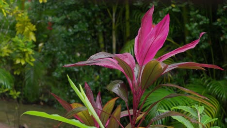 planta de dracaena mahatma en el ambiente del bosque tropical