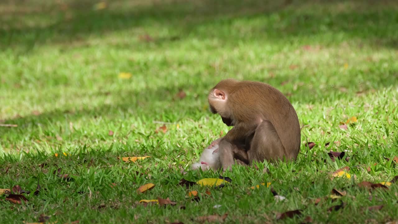 macaco de cola de cerdo del norte, macaca leonina, una madre vista sacando plagas del cuerpo de su hijo mientras su genital masculino está emocionado de ver el mundo, parque nacional khao yai, tailandia