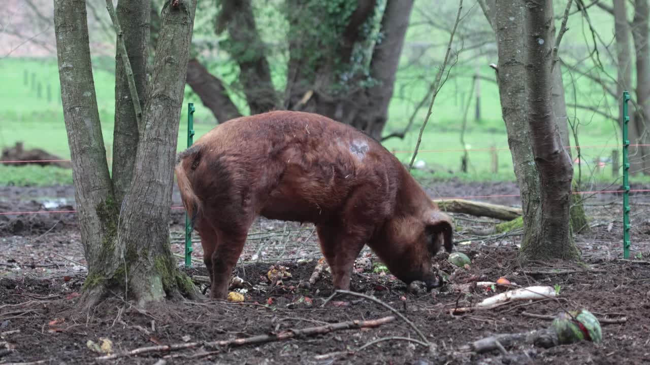 Un maiale Tamworth adulto che cerca cibo in un pascolo. Questa è un'antica razza originaria delle Isole Britanniche. Primavera. Regno Unito