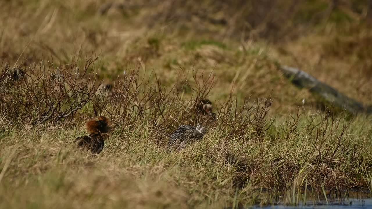 Handheld clip of ruff birds Calidris pugnax performing an elaborate mating display in grassland during spring in northern Norway