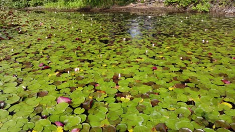 pads de lirio desde el cielo arriba | vista de pájaros mirando hacia abajo | empujar hacia adelante | flores en flor | pads de lirio de verano | toma aérea de avión no tripulado | loc: kaloya park, kalamalka lake, oyama b