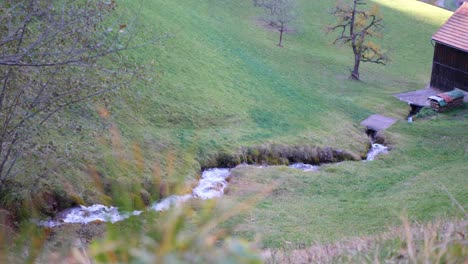 Bruck-Salvaje-En-Un-Campo-En-Suiza