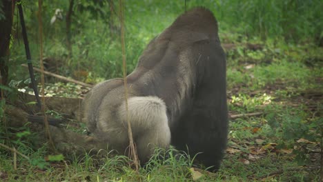 Back-view-of-a-gorilla-peeing.-Static