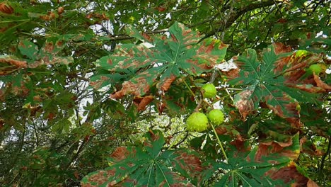 castañas de caballo maduras en otoño listas para caer del árbol