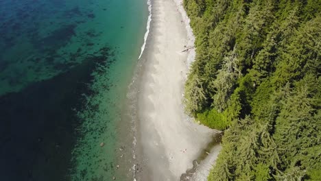 aerial daytime wide overhead shot flying over a creek flowing into pacific ocean over beach with people walking next to old growth forest pine trees in vancouver island british columbia canada