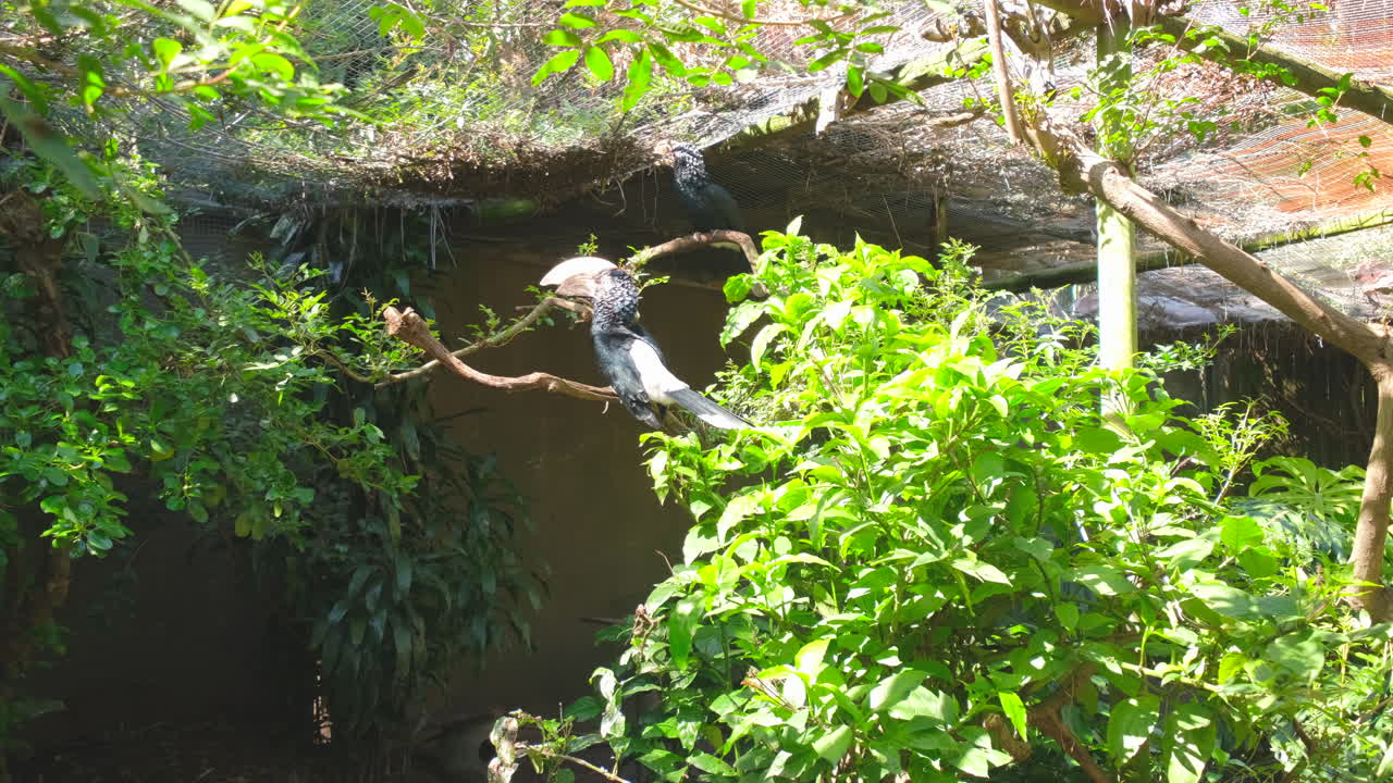 Silvery-cheeked hornbills perched on branches of World of Birds sanctuary aviary