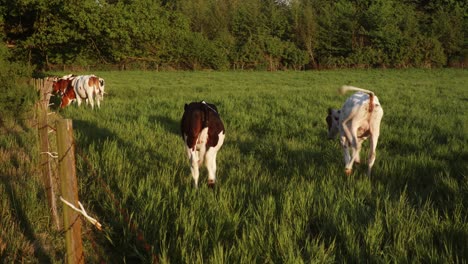 cute young cows start running playfully over a green meadow while the sun is shining