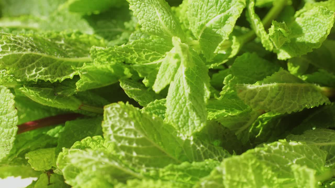 Green leaves of fresh fragrant mint with water drops close-up. High quality 4k footage
