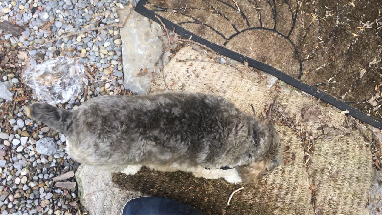 Small Cockapoo dog walking around outside the house in Toronto Ontario Canada